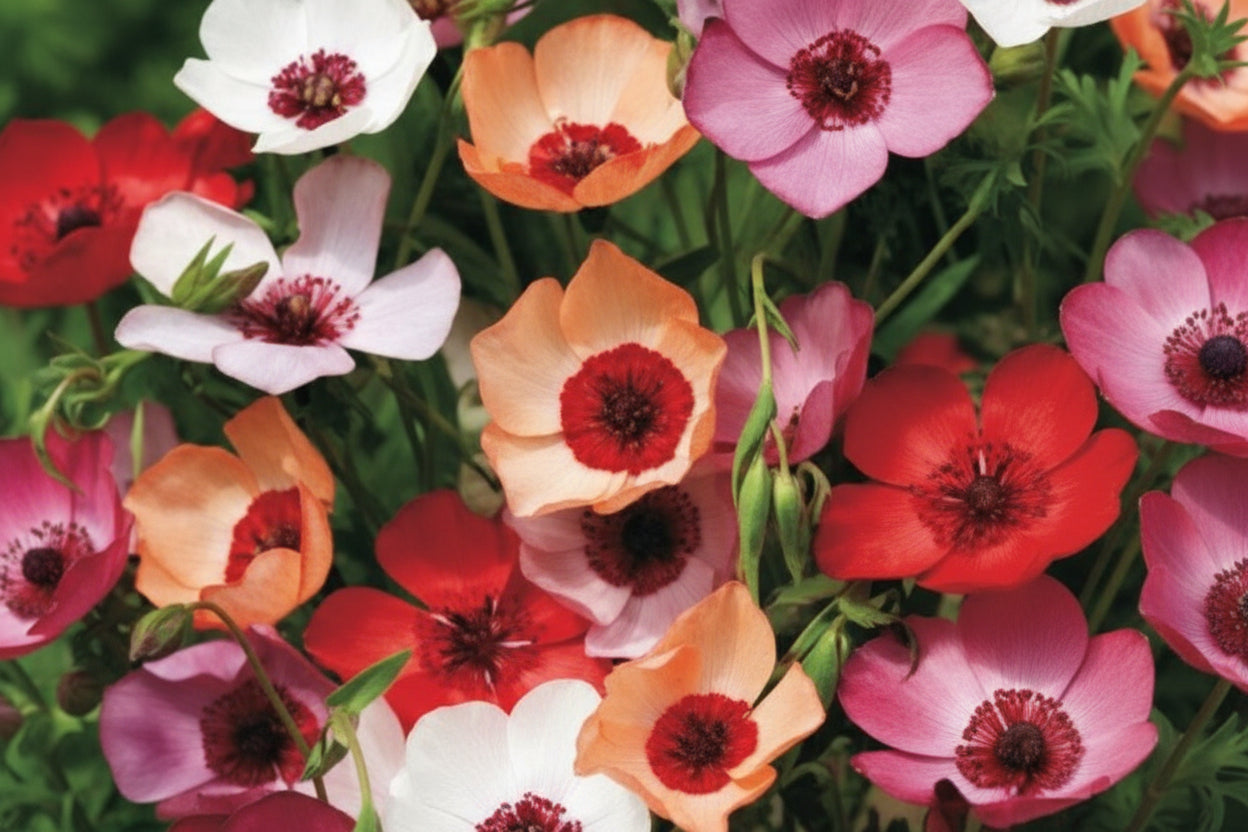 Linum Charmer Mix Flax Seeds online shopping