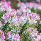 Spider Flower Cleome Seeds online shopping