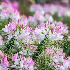 Spider Flower Cleome Seeds online shopping