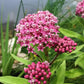 Swamp Milkweed Seeds online shopping