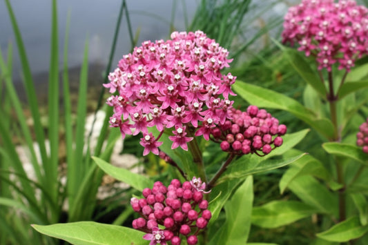 Swamp Milkweed Seeds online shopping