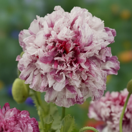 Flemish Antique Peony Poppy Seeds online shopping