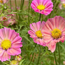 Xsenia Cosmos Seeds online shopping