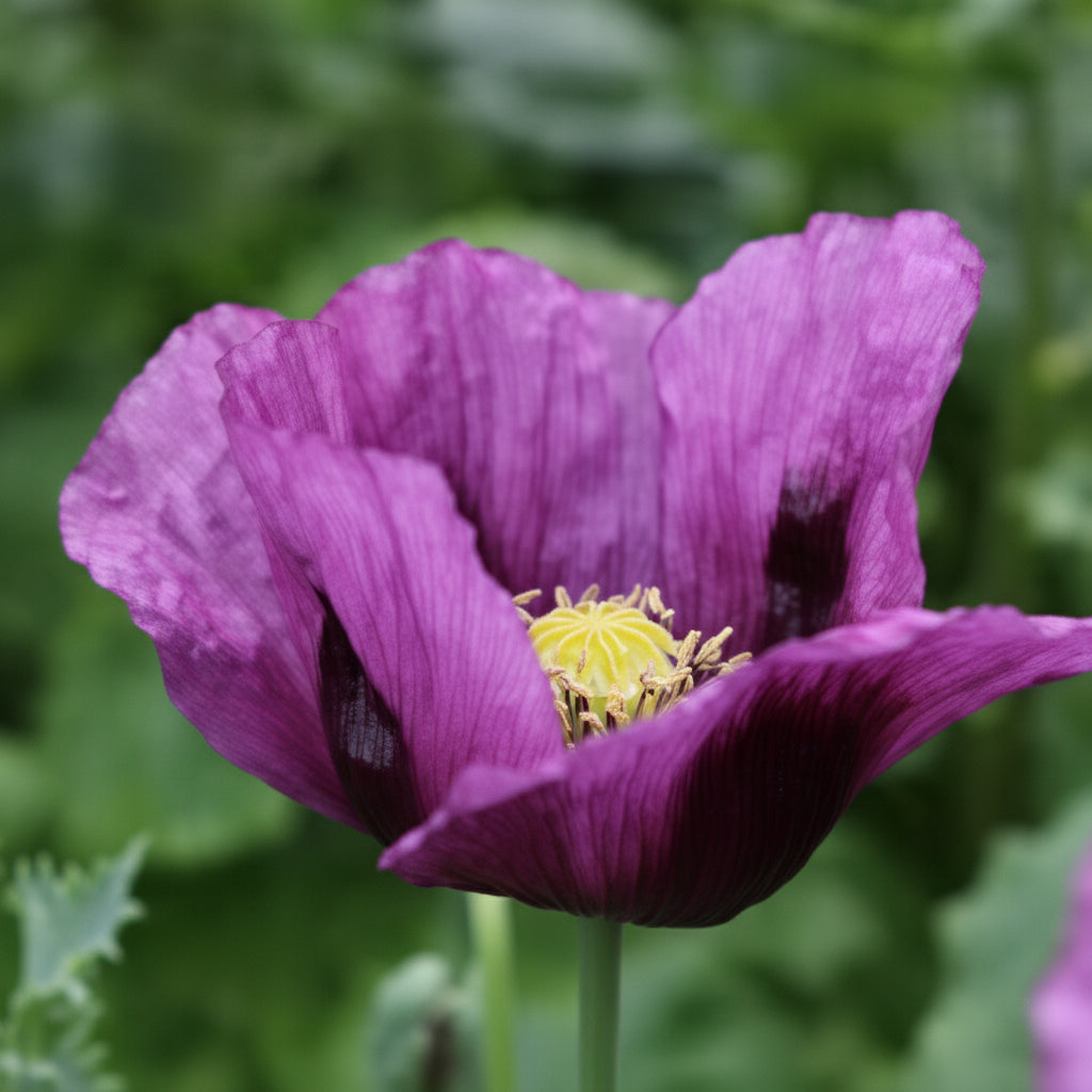 Hungarian Blue Poppy Seeds online shopping