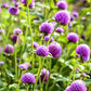 Lavender Lady Gomphrena Seeds online shopping