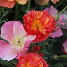 XL Jelly Beans California Poppy Seeds online shopping