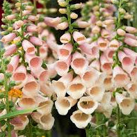 Dalmation Peach F1 Pelleted Foxglove Seeds online shopping