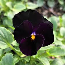 Back to Black Viola Seeds online shopping