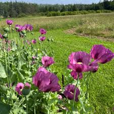 Hungarian Blue Poppy Seeds online shopping