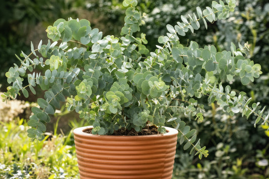 Baby Blue Spiral Eucalyptus Seeds online shopping