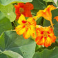 Glorious Gleam Nasturtium Seeds online shopping