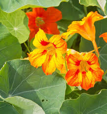 Glorious Gleam Nasturtium Seeds online shopping
