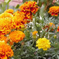 Brocade Marigold Seeds online shopping