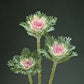 Crane Feather King Ornamental Kale Seeds online shopping