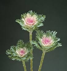 Crane Feather King Ornamental Kale Seeds online shopping