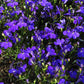 Midnight Blue Lobelia Seeds online shopping