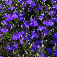 Midnight Blue Lobelia Seeds online shopping