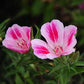 Farewell to Spring Clarkia Seeds online shopping