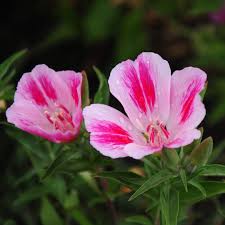 Farewell to Spring Clarkia Seeds online shopping