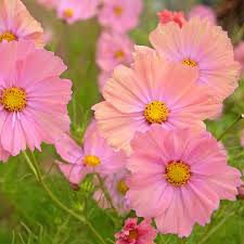 Apricott Cosmos Seeds online shopping
