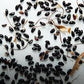 Red Columbine Aquilegia canadensis Seeds online shopping
