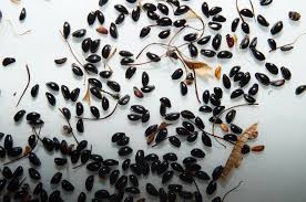 Red Columbine Aquilegia canadensis Seeds online shopping