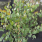 Red Box Polyanthemos Eucalyptus Seeds online shopping