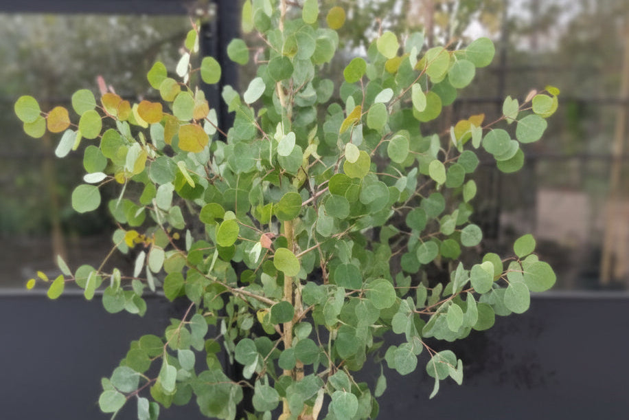 Red Box Polyanthemos Eucalyptus Seeds online shopping
