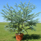 Silver Dollar Eucalyptus Seeds online shopping