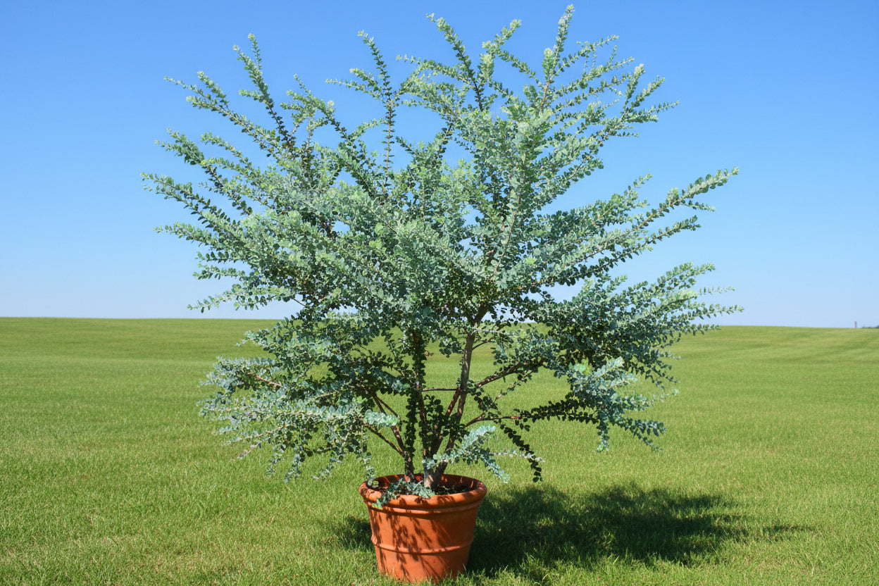 Silver Dollar Eucalyptus Seeds online shopping