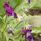 Johnny Jump Up Viola Seeds online shopping