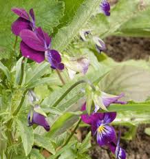 Johnny Jump Up Viola Seeds online shopping