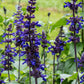 Big Blue Salvia Seeds online shopping