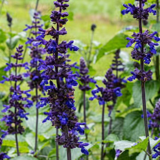 Big Blue Salvia Seeds online shopping