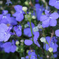 Midnight Blue Lobelia Seeds online shopping