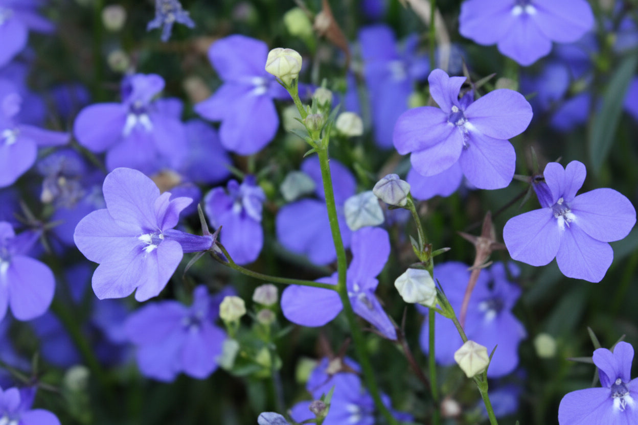 Midnight Blue Lobelia Seeds online shopping