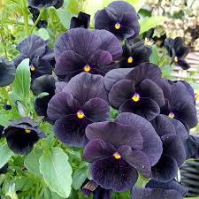 Back to Black Viola Seeds online shopping