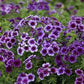 Blueberry Swirl Phlox Seeds online shopping
