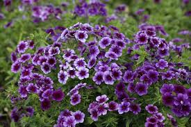 Blueberry Swirl Phlox Seeds online shopping