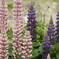 Russell Hybrids Lupines Seeds online shopping