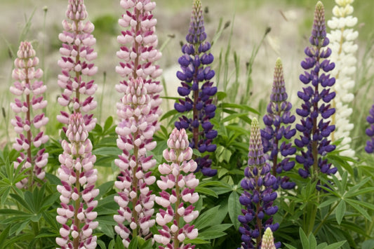 Russell Hybrids Lupines Seeds online shopping