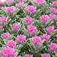 Crane Feather Queen Ornamental Kale Seeds online shopping