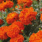 Kees' Orange Marigold Seeds online shopping