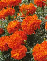 Kees' Orange Marigold Seeds online shopping