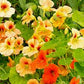 Glorious Gleam Nasturtium Seeds online shopping