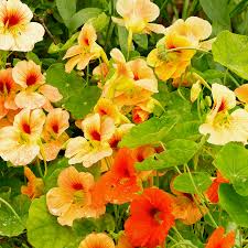 Glorious Gleam Nasturtium Seeds online shopping
