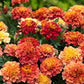 Strawberry Blonde Marigold Seeds online shopping