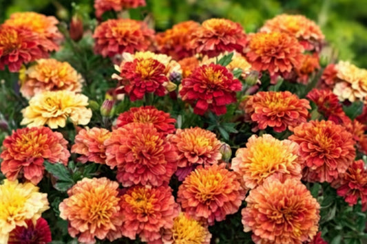 Strawberry Blonde Marigold Seeds online shopping