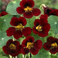 Black Velvet Nasturtium Seeds online shopping
