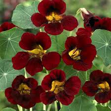 Black Velvet Nasturtium Seeds online shopping